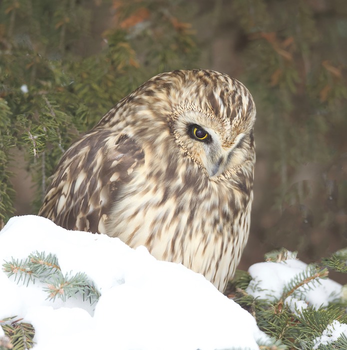 Short - Eared Owl  --  Hibou Des Marais