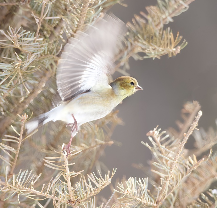 American GoldFinch  --  Chardonneret Jaune