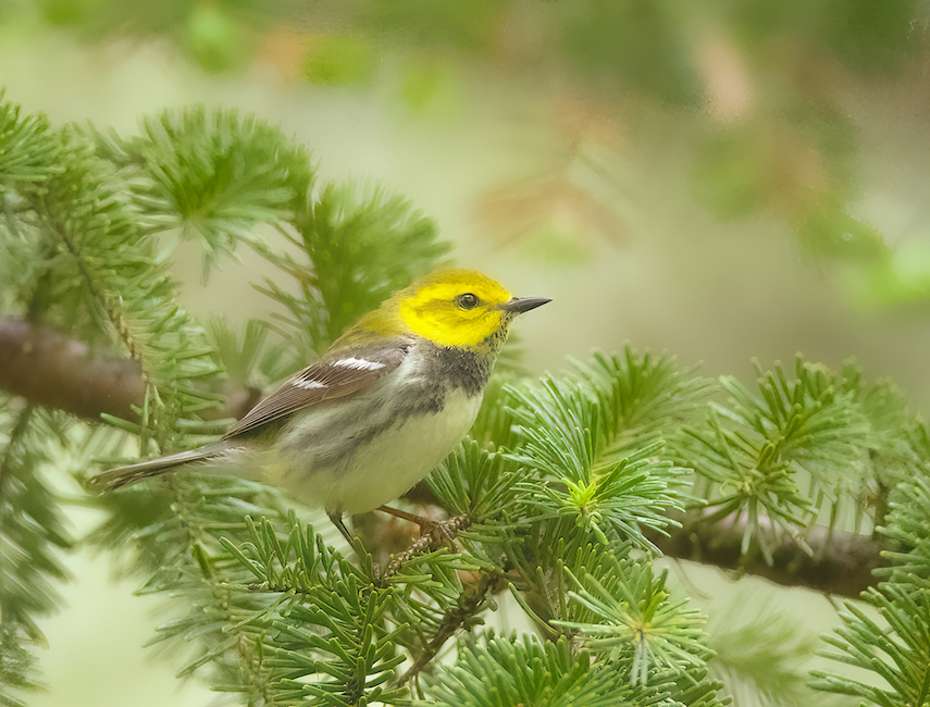 Black-Throated Green Warbler  --  Paruline A Gorge Noire