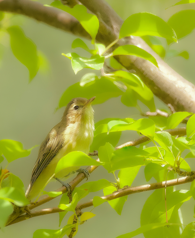 Warbling Vireo  --  Vireo Melodieux