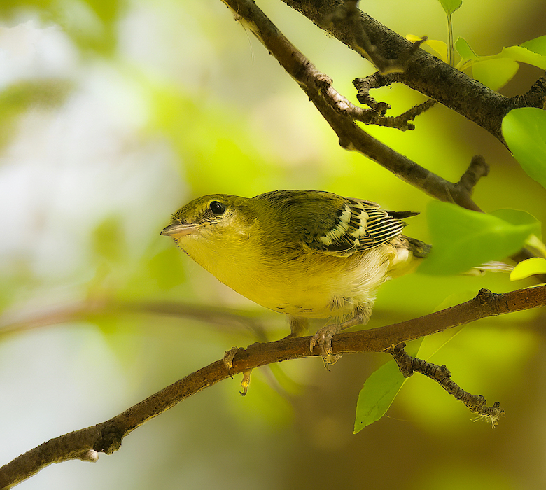 BlackPoll Warbler  --  Paruline Rayee