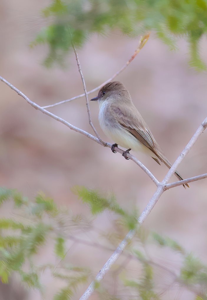 Eastern Phoebe  --  Moucherolle Phebi