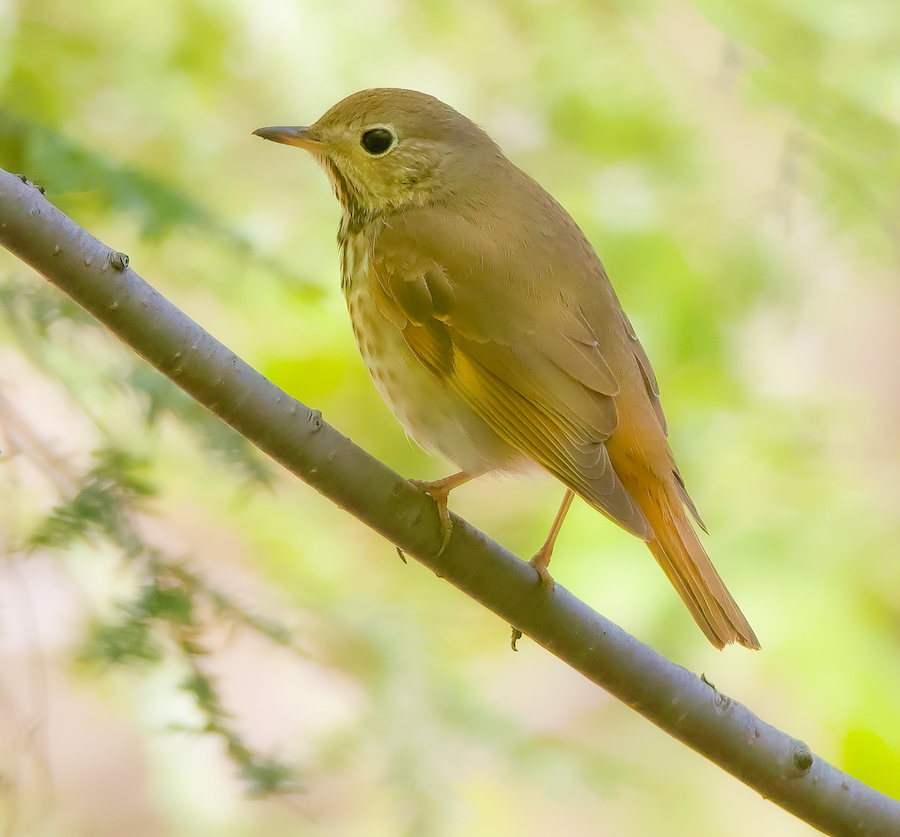 Hermit Thrush  --  Grive Solitaire