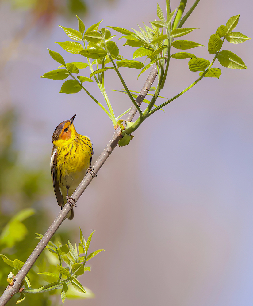 Cape May Warbler  --  Paruline Tigree