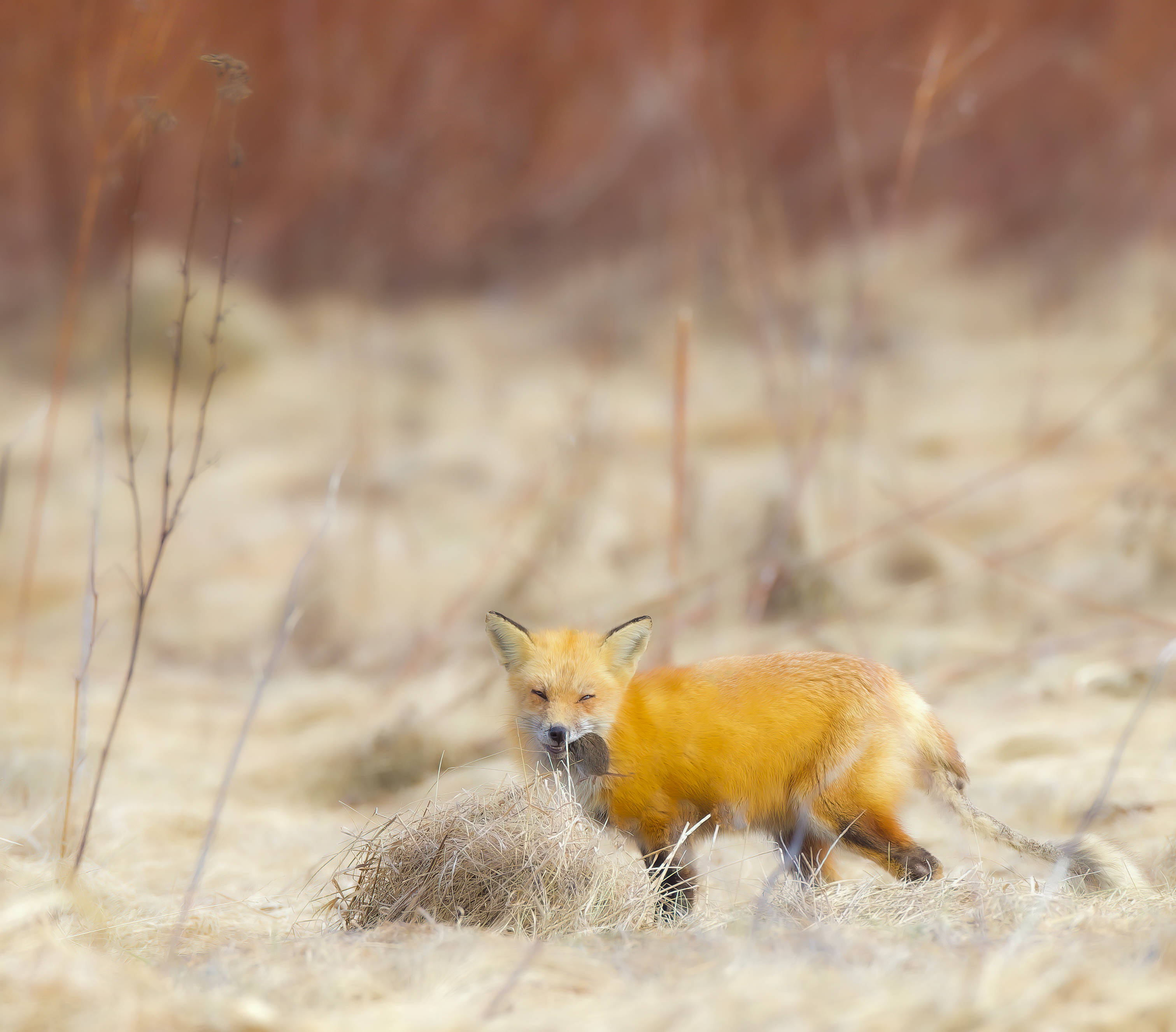 Red Fox  --  Renard Roux