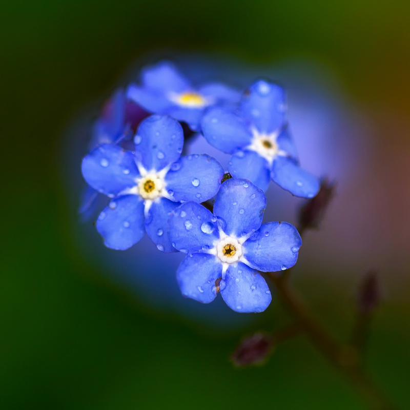 Forget Me Not in the Rain