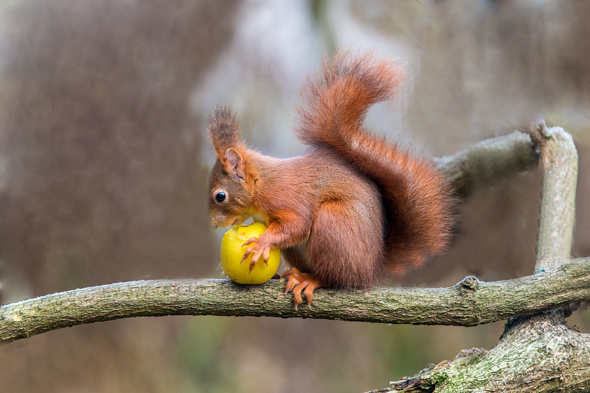 An Apple a Day