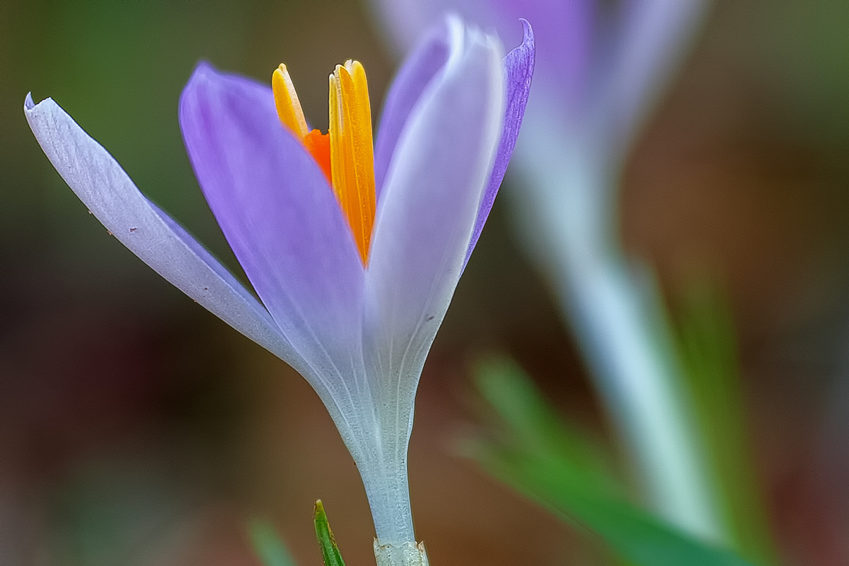 First Crocus