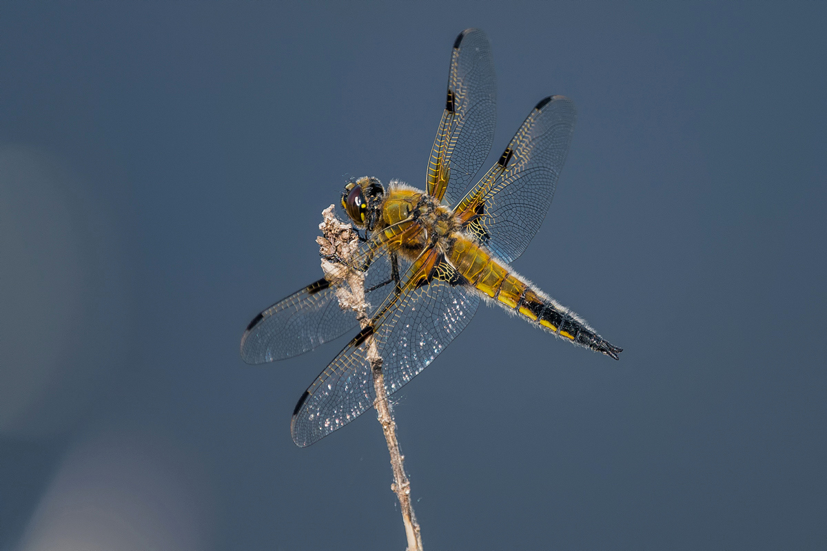 Four Spotted Chaser  (female)