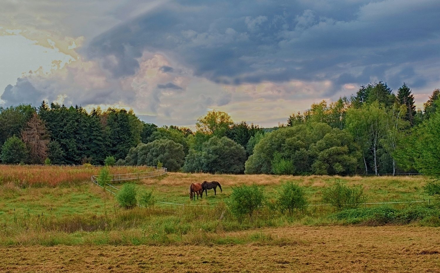 Grazing Horses