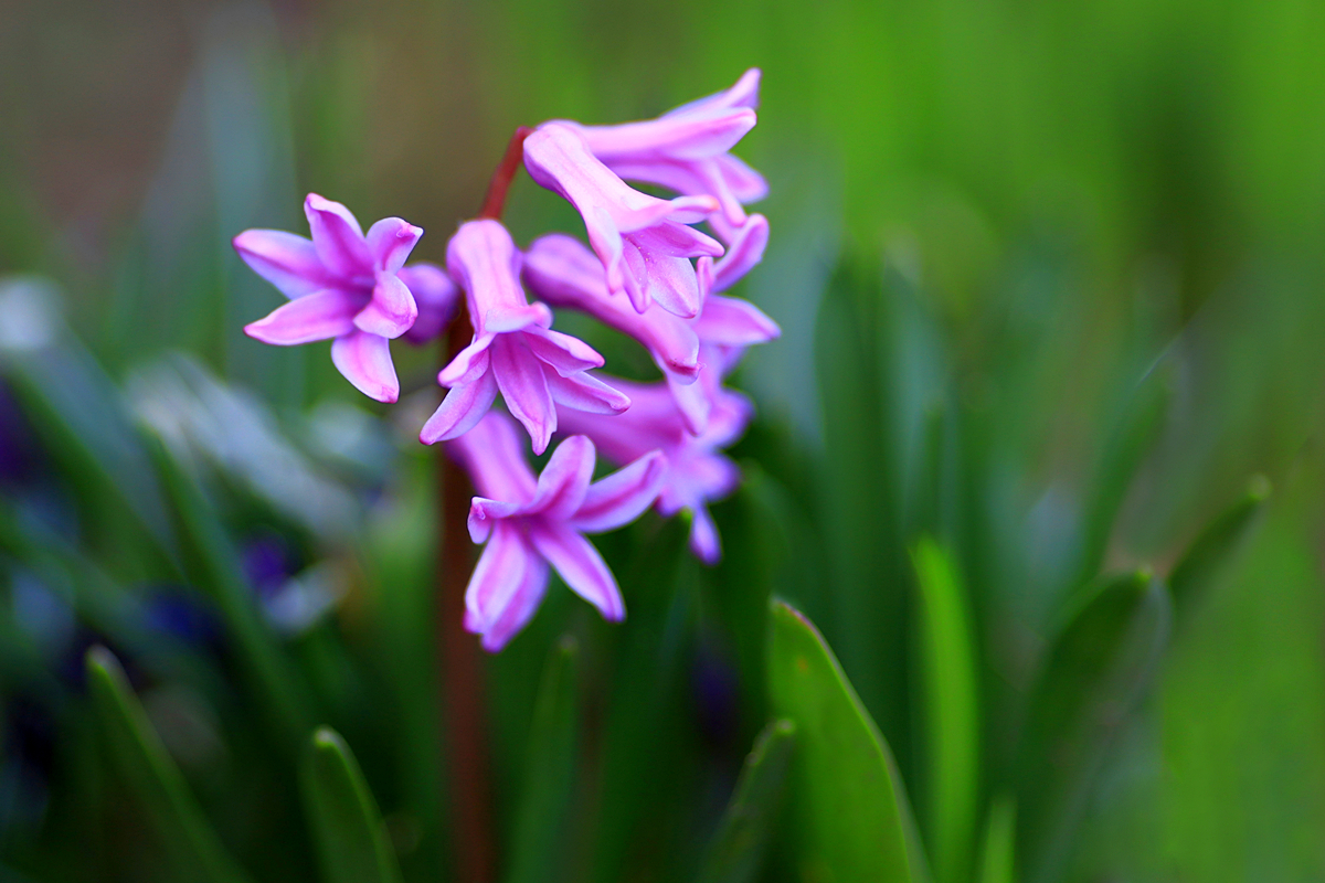 Colors in the Spring Garden