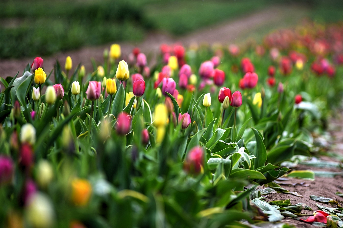 Tulip Field