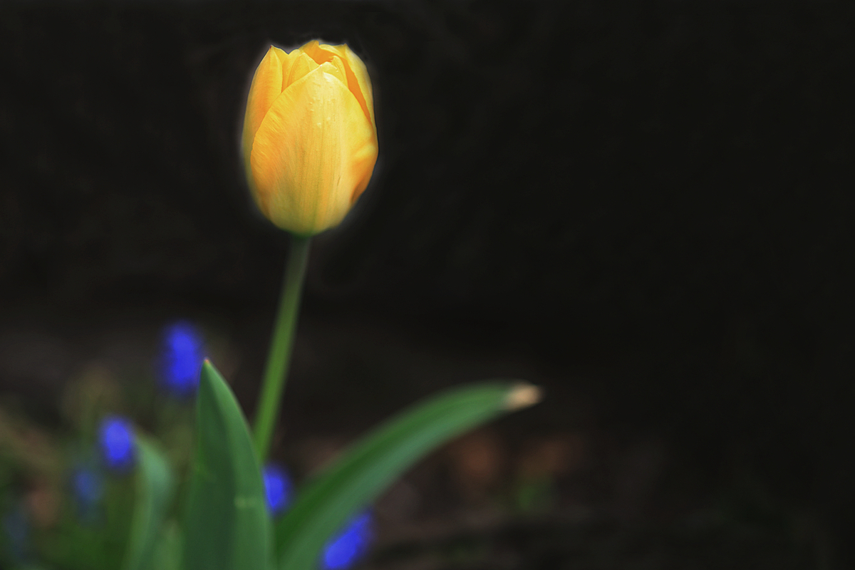 Buttercup Yellow