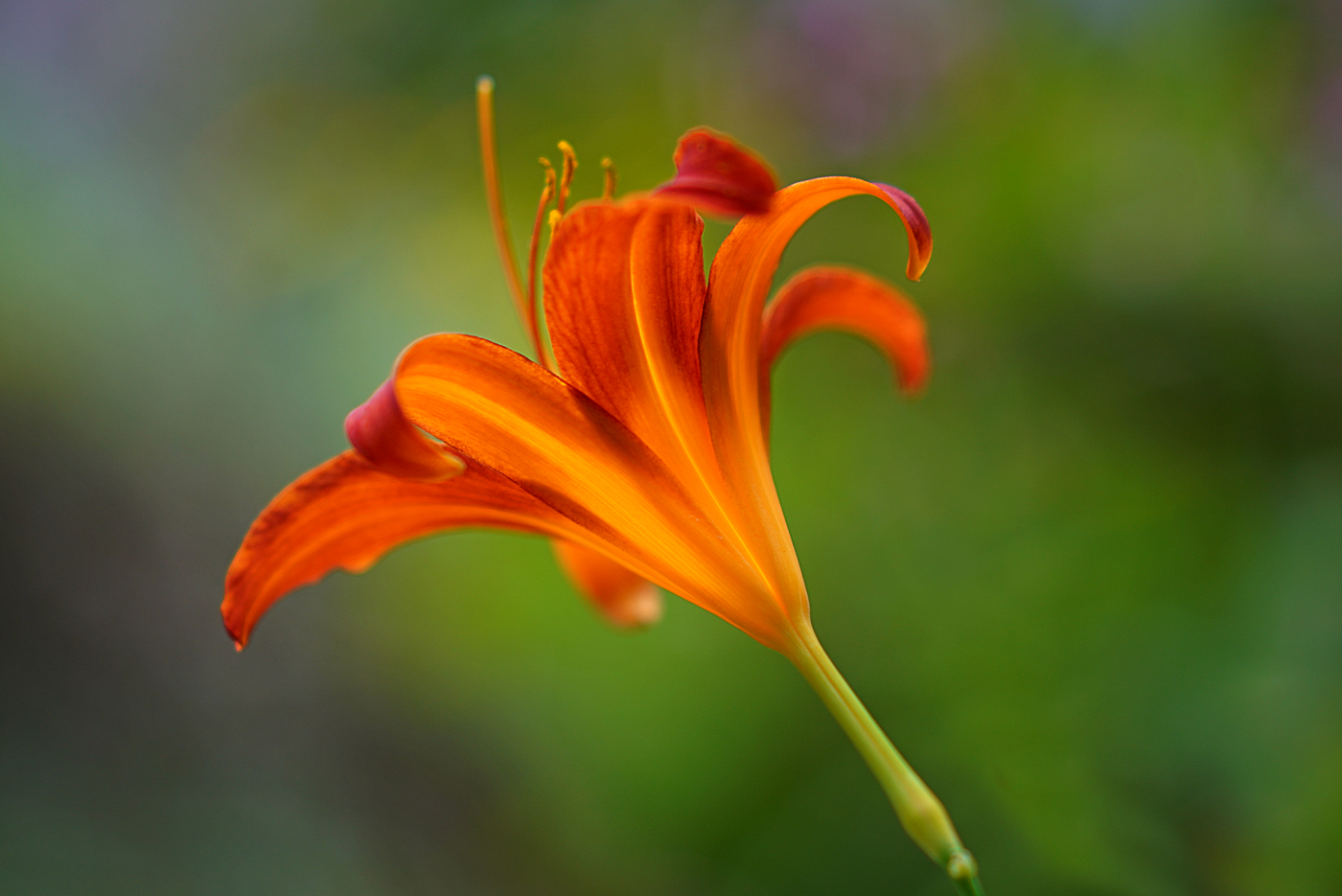 Day Lily