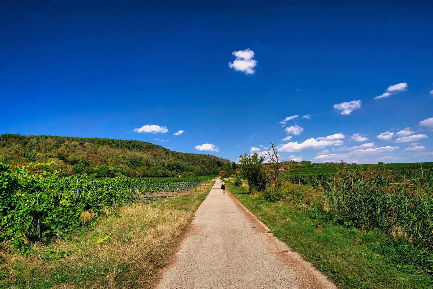 Vineyard Walk