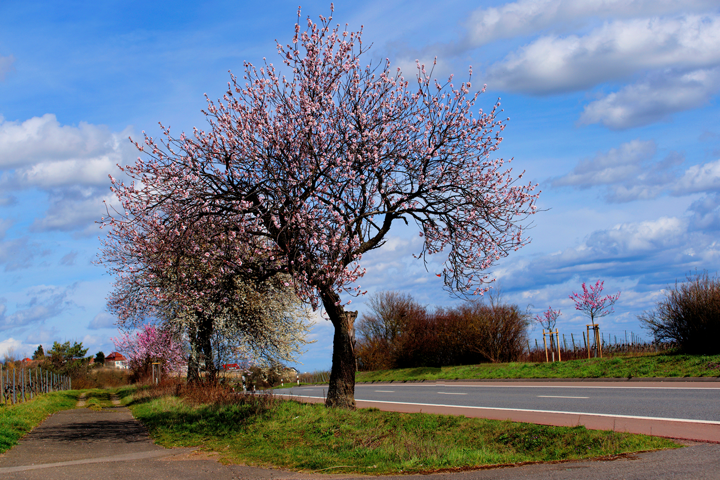 Almond Blossoms 