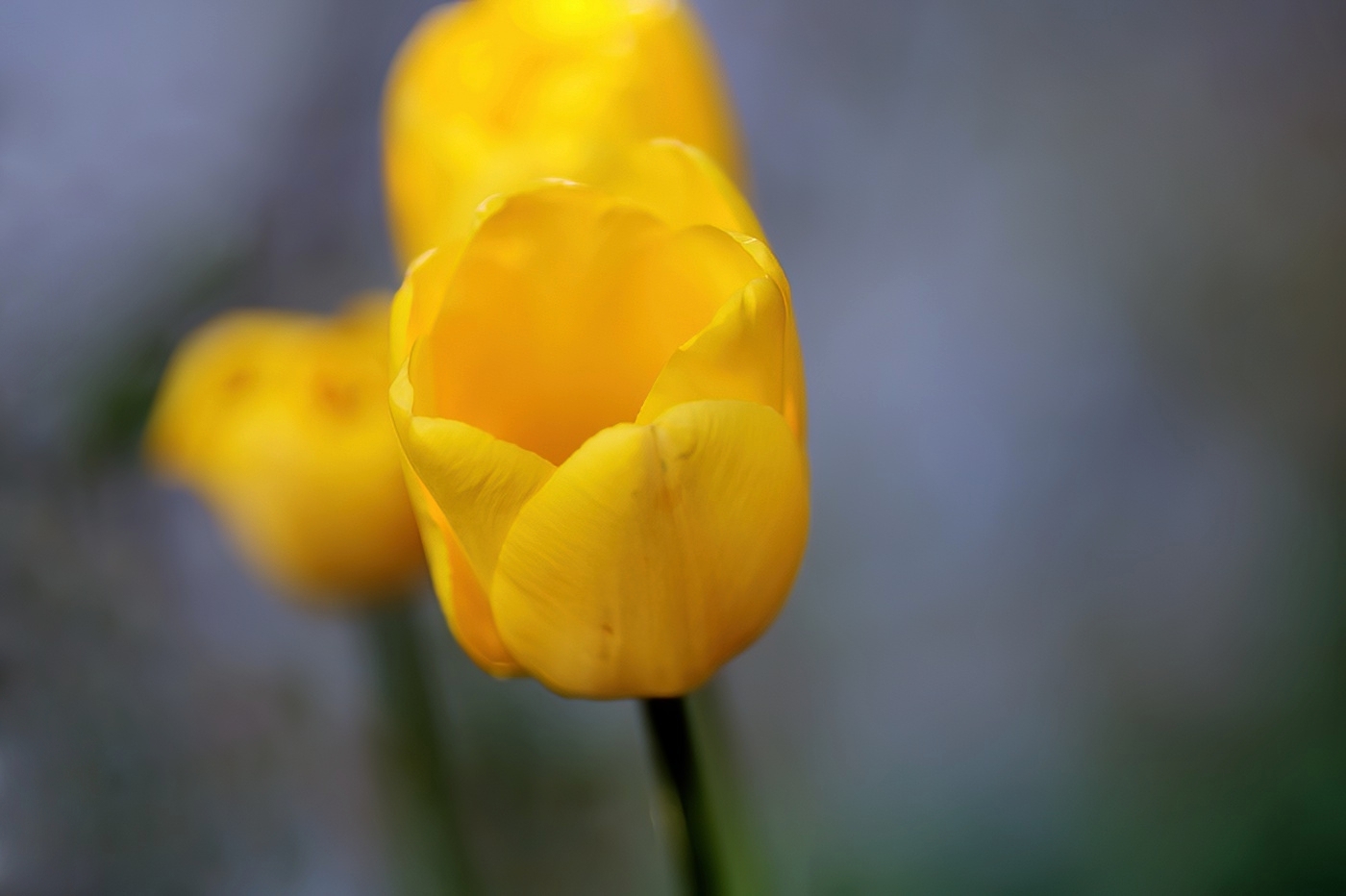 Yellow Bokeh