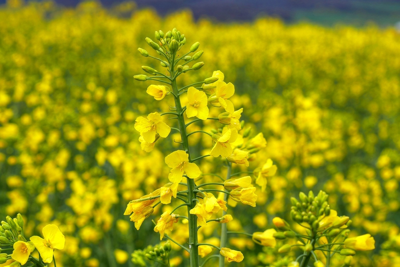Rape or Canola 