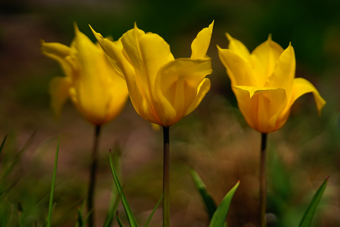Buttercup Yellow