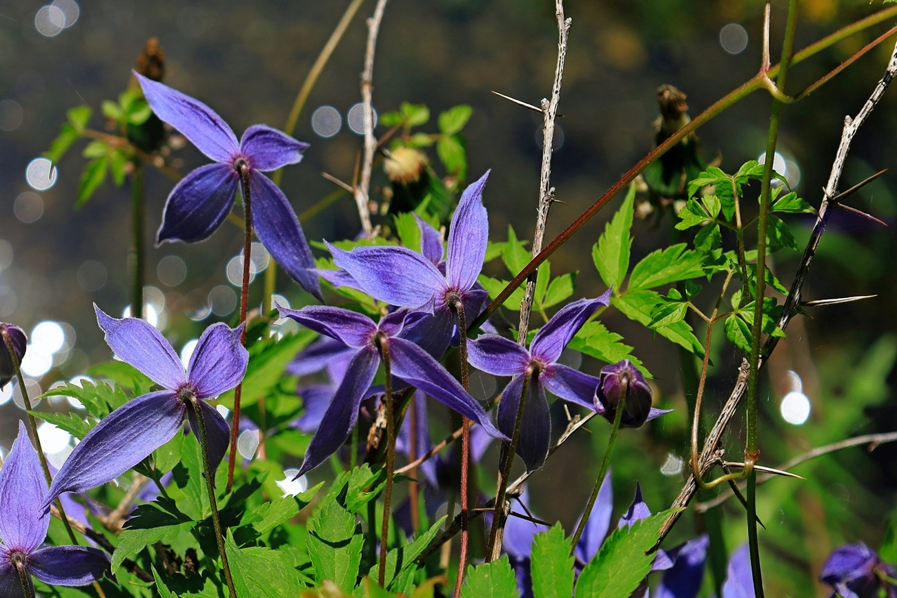 Clematis Alpina