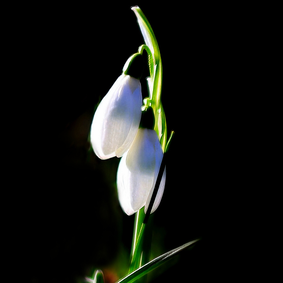 First Snowdrops