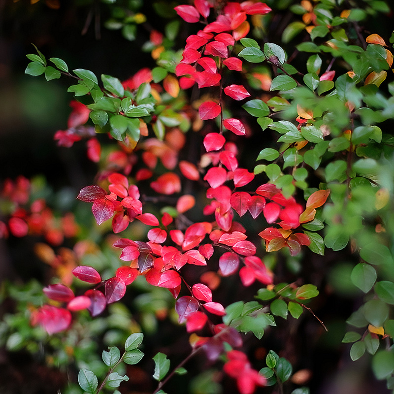 Red and Green