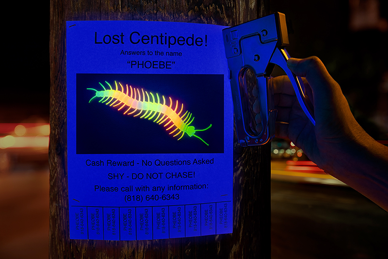 Lost Centipede