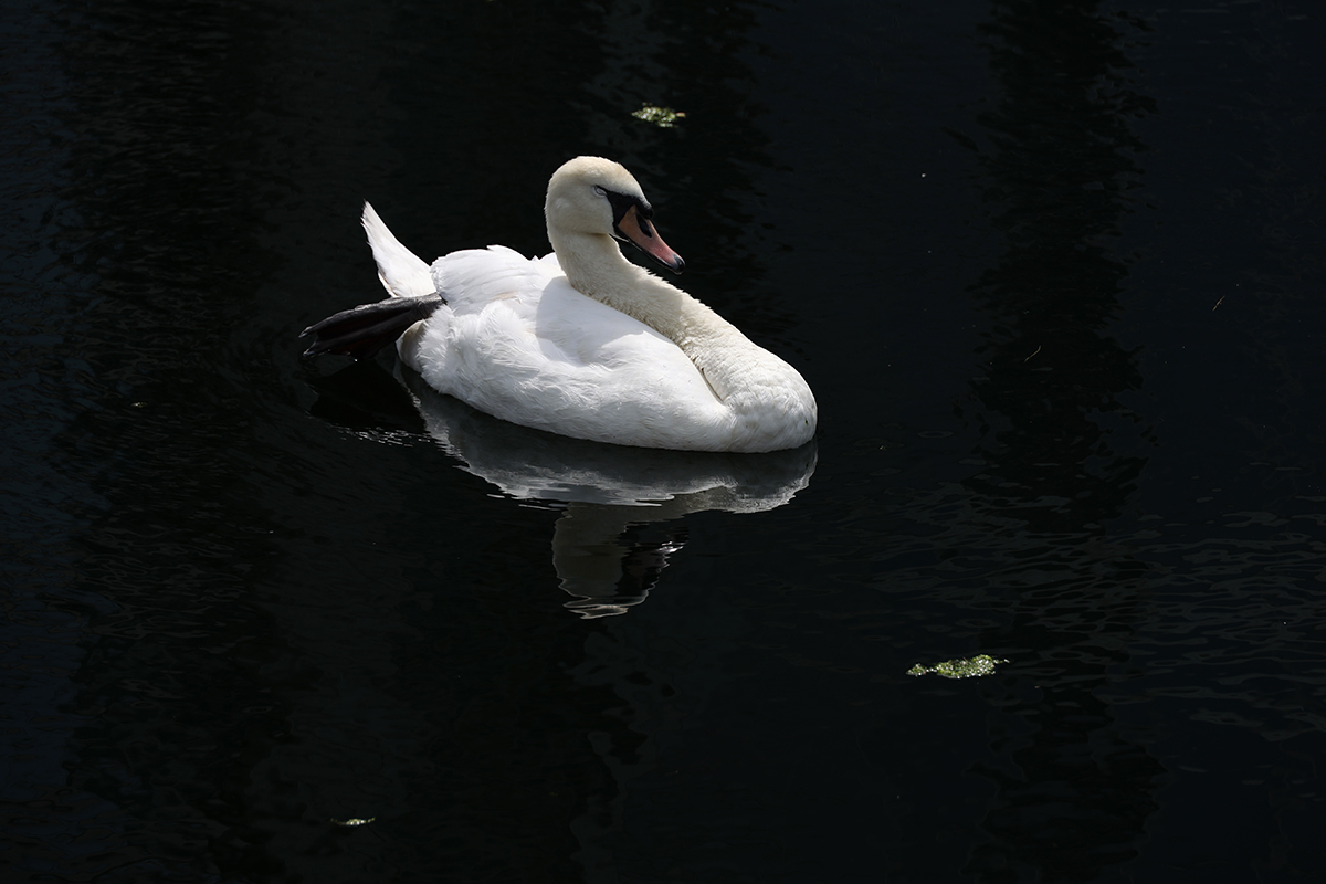 0087_RF069899.JPG