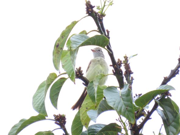 flycatcher2.JPG