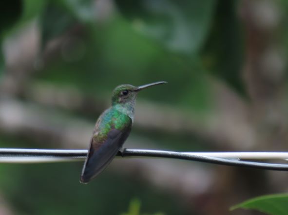 White-tailed jacobin.JPG