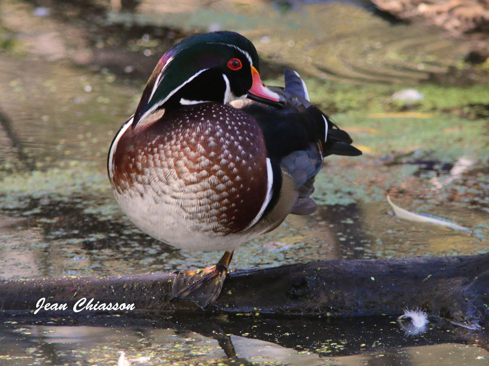 Canard Branchu _ Wood Duck