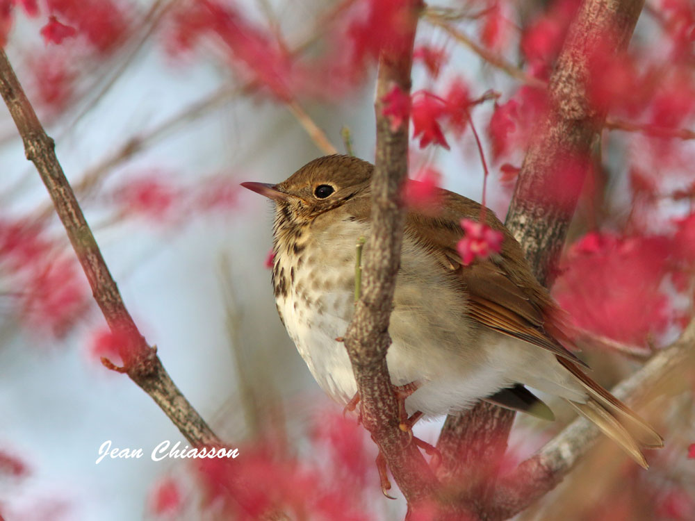 Grive Solitaire / Hermit Thrush