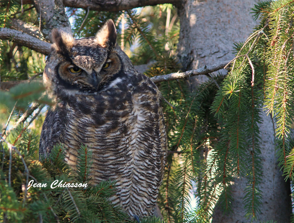  Grand Duc dAmrique - Great Horned Owl       