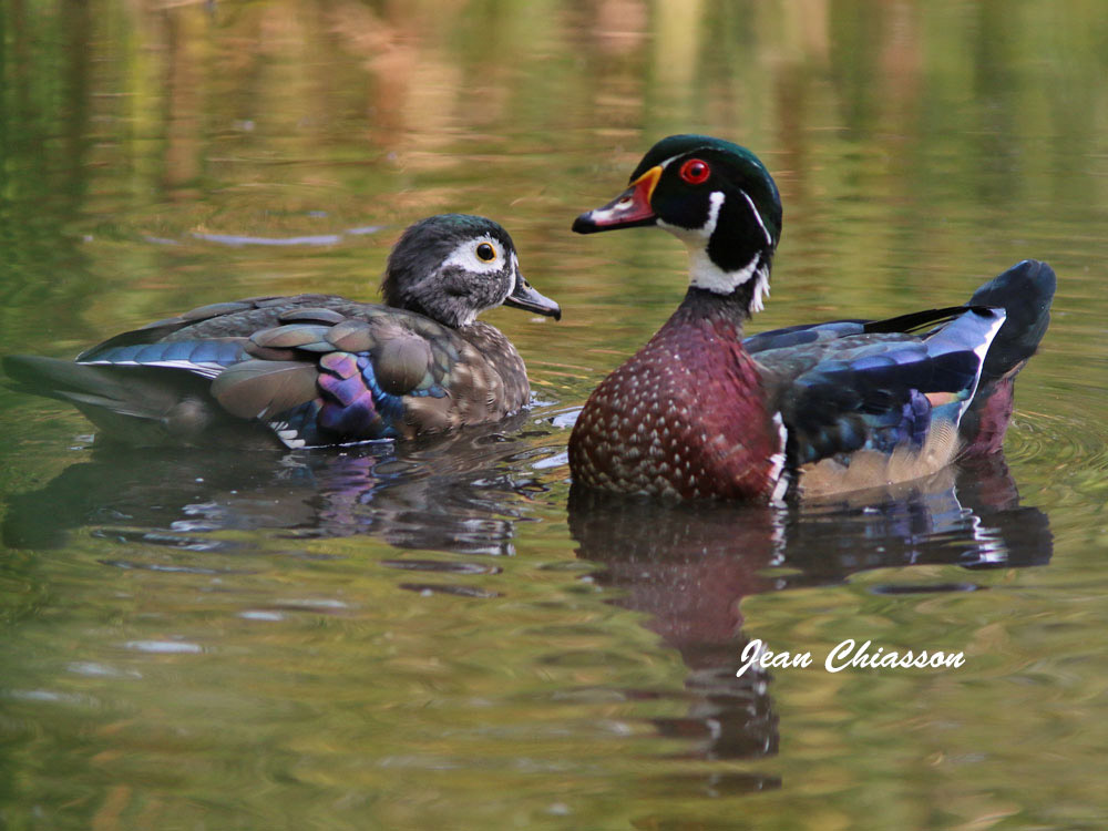 Canard Branchu _ Wood Duck