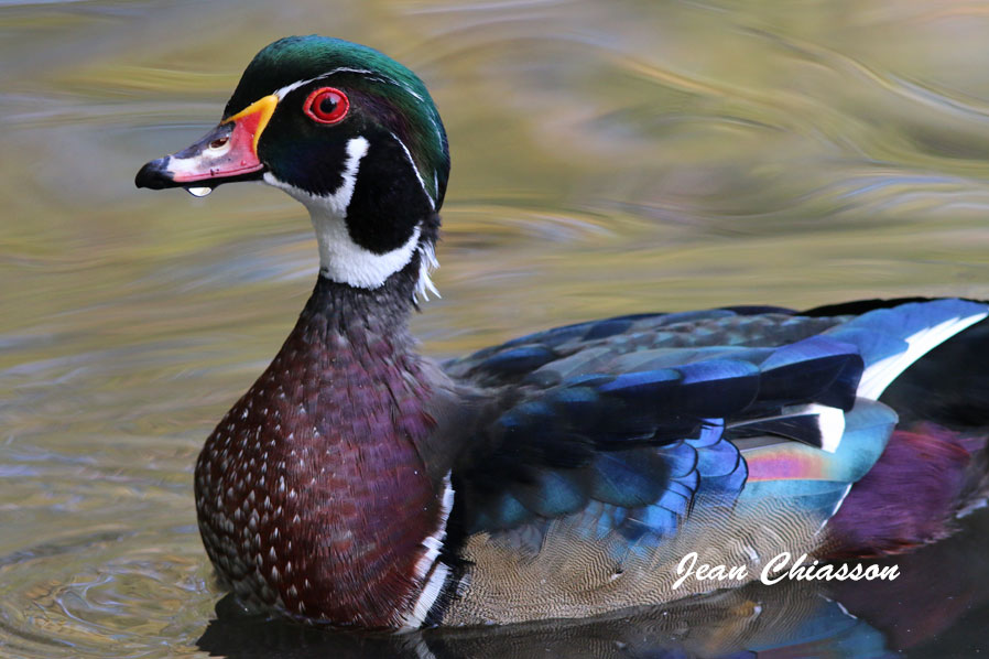 Canard Branchu _ Wood Duck