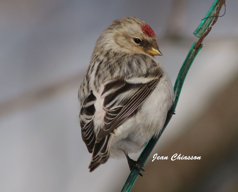 Sizerin Blanchtre / Hoary Redpoll