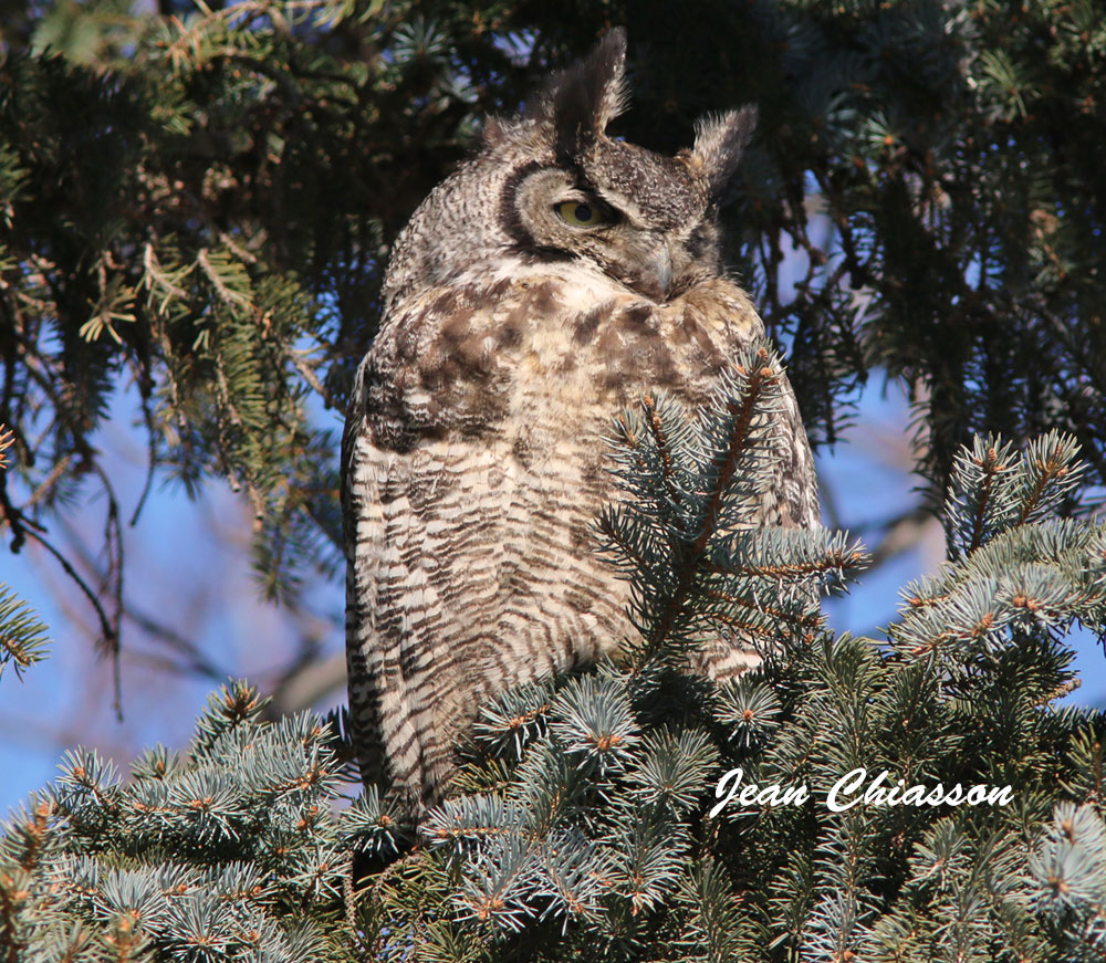 Grand Duc dAmrique - Great Horned Owl       