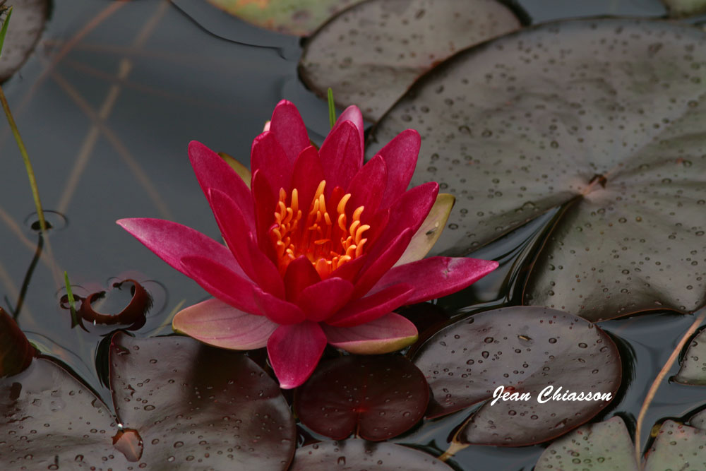 Dans mon jardin deau