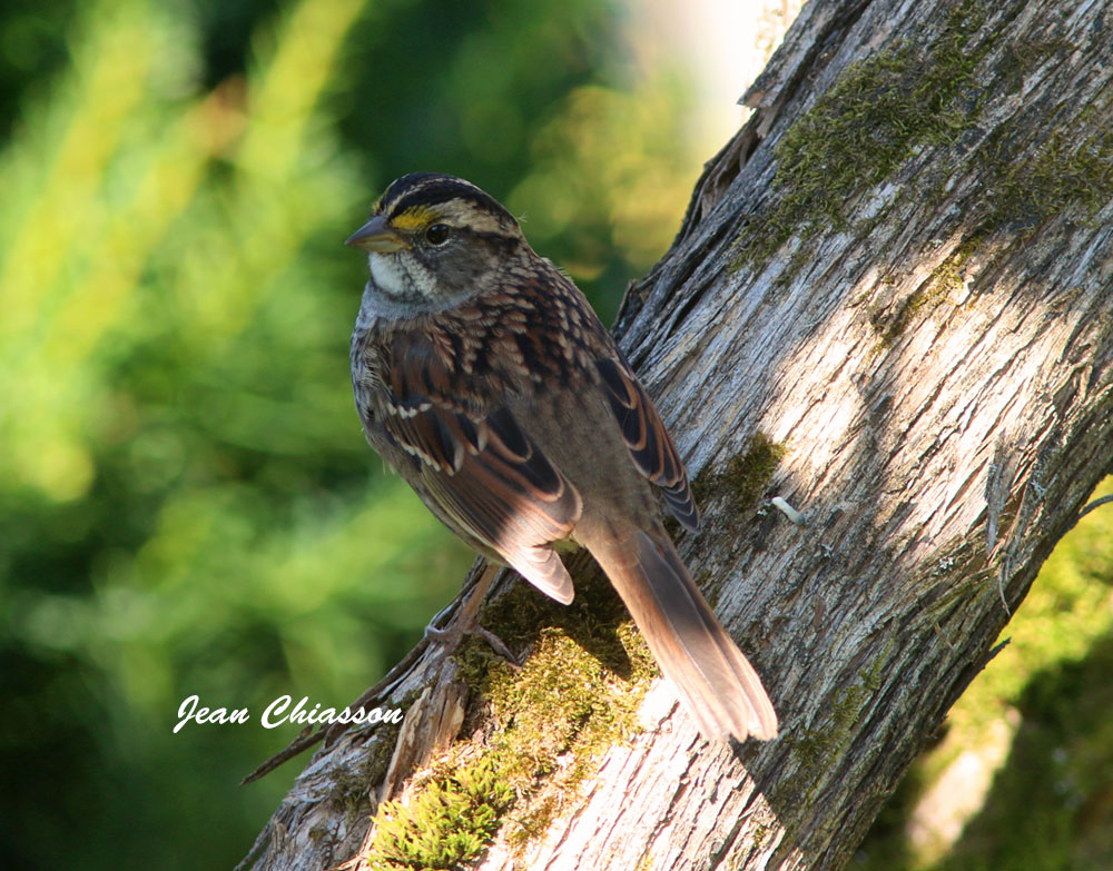 Bruant A Gorge Blanche / White - throated Sparrow 