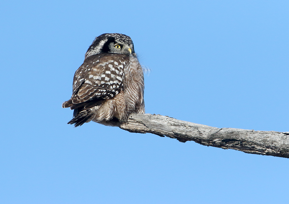 Out On A Limb