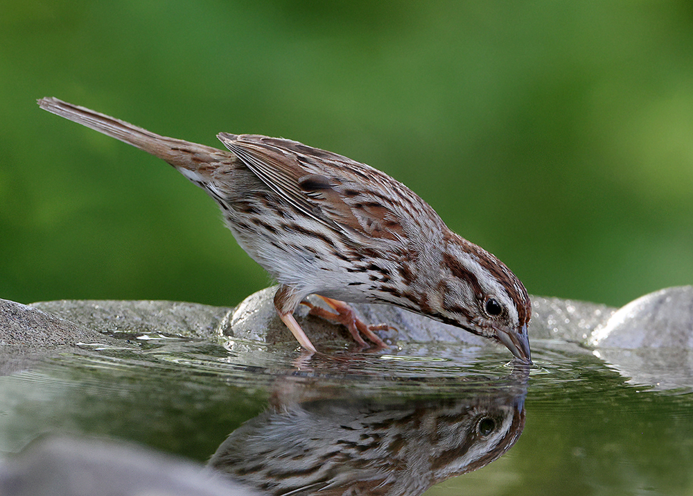 Song Sparrow