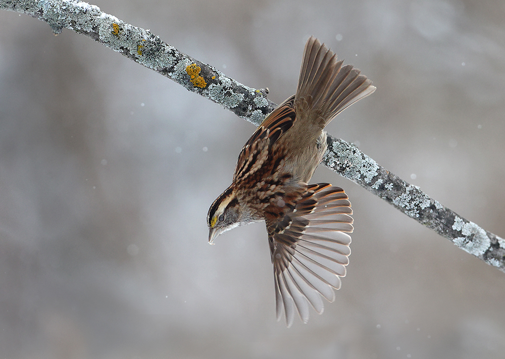 Winter Wing