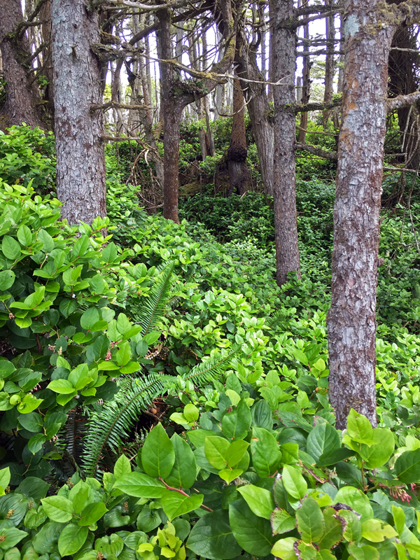 Pacific Rim National Park & Area