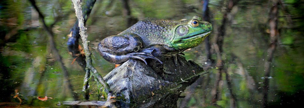Bull Frog