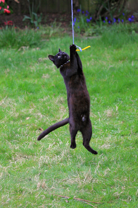 Chad-Jump-2