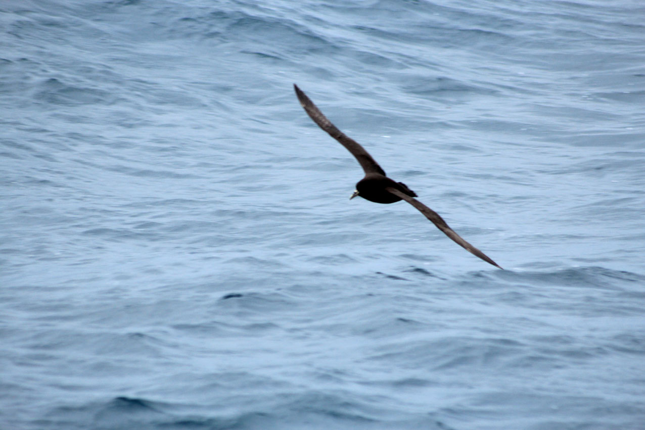 Kaikoura