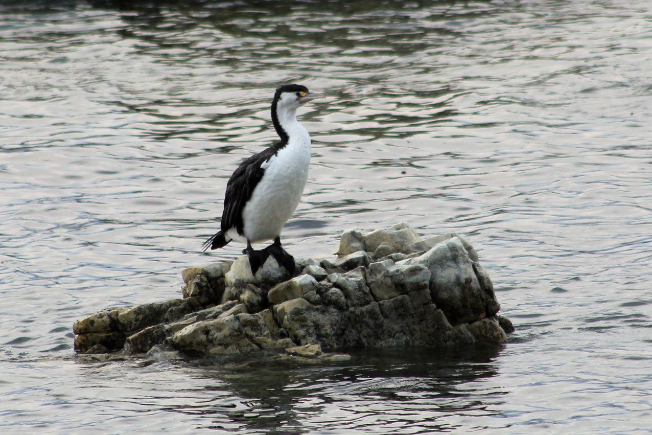 Kaikoura