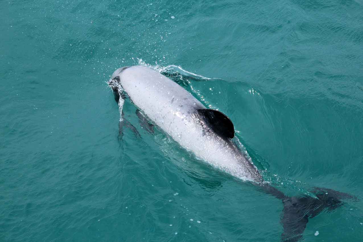 Akaroa