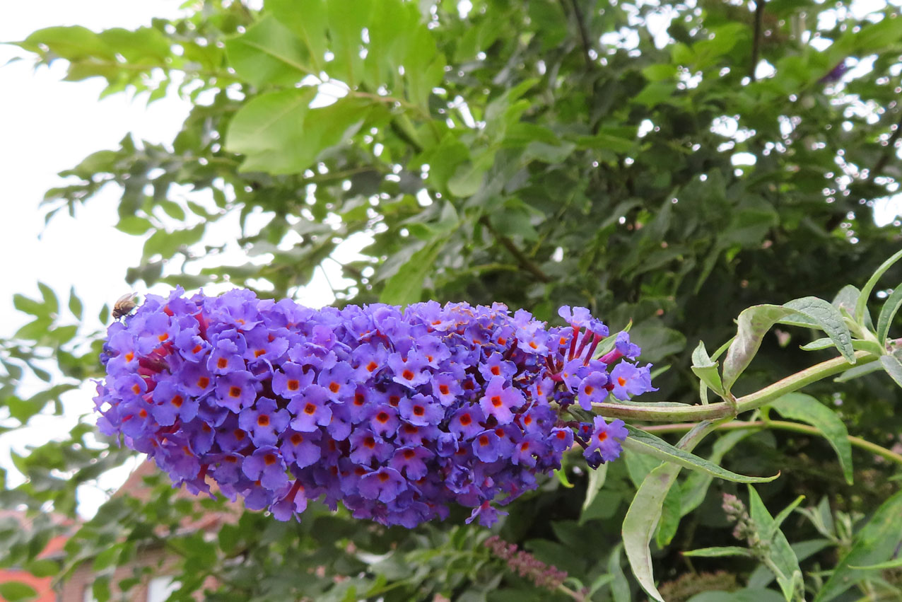 IMG_1427.JPG