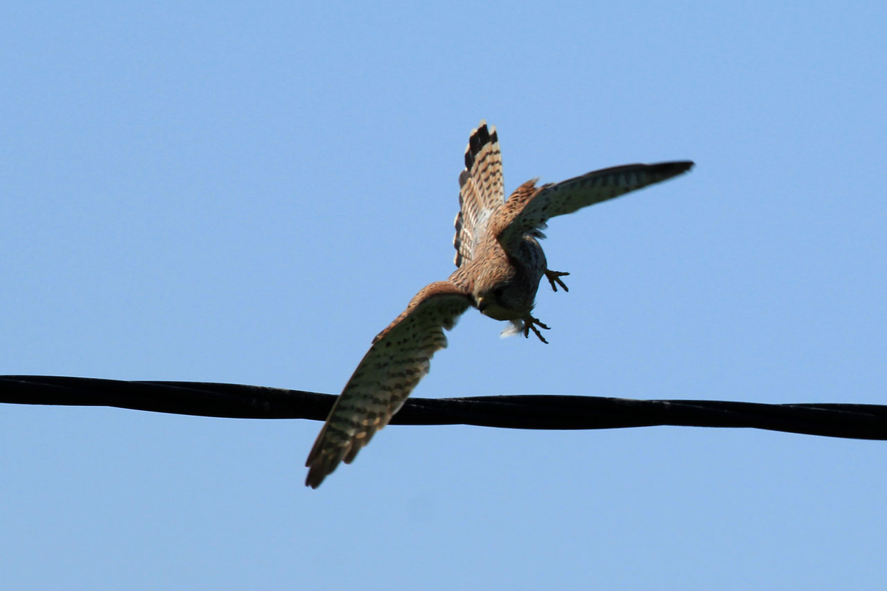 IMG_5541.JPG